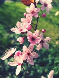 Close-up of pink cherry blossoms