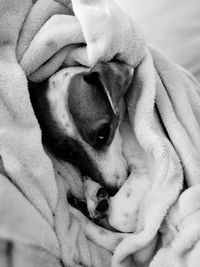 Close-up of dog relaxing on blanket