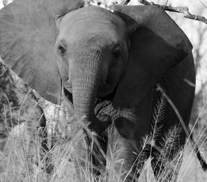 Close-up of elephant in field