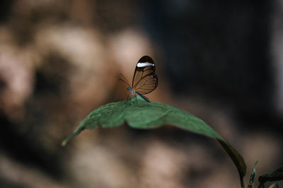 Close-up of insect on plant