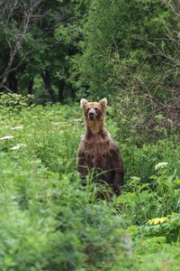 Bear standing amidst plants in forest