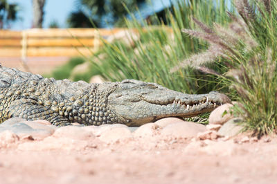 Close-up of lizard on land