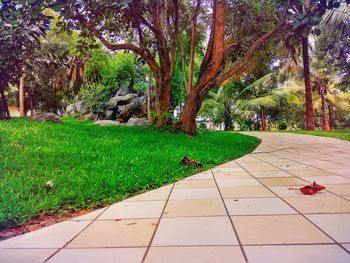 Trees and plants in park