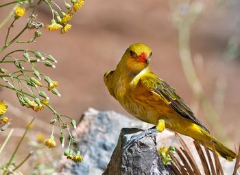 Close-up of bird perching on branch