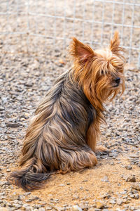 Close-up of dog