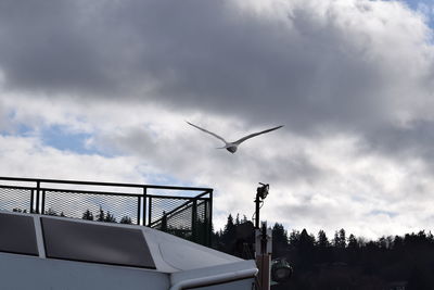 Low angle view of birds flying in sky