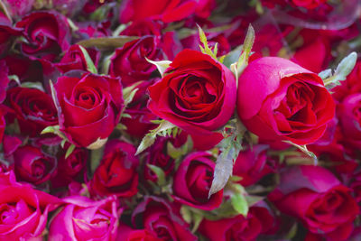 Full frame shot of flowers
