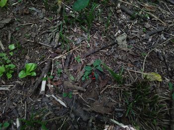 Plants growing on field