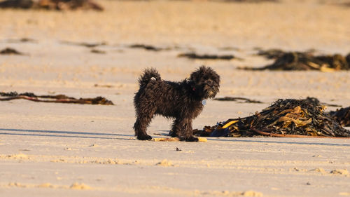 Dog on beach