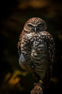 Close-up of bird