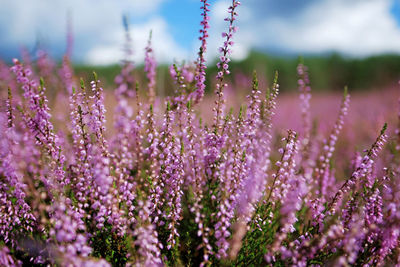 Close-up of purple flowering plants on field