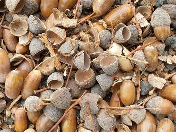 High angle view of shells on field