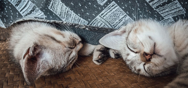 High angle view of cats sleeping on floor