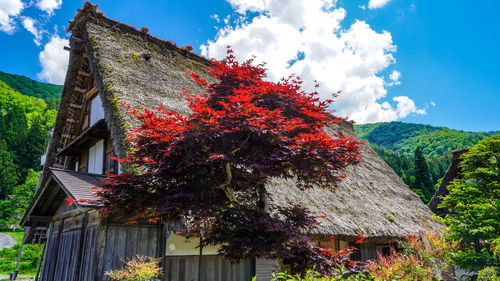 Low angle view of trees and building against sky