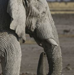 A male african elephant at a waterhole in etosha, a national park in namibia