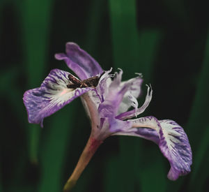 Close-up of purple iris flower