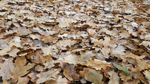 Full frame shot of autumn leaves