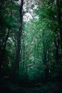 Trees in forest