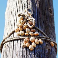 Close-up of snails on wooden post