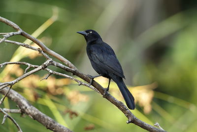 Bird perching on a branch