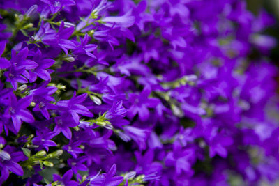 Close-up of purple flowering plant