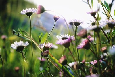 Close-up of purple flowering plants on field