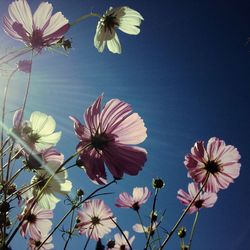 Low angle view of flowers