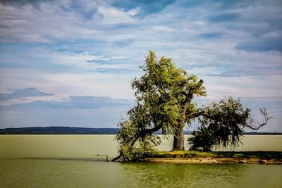 Tree by sea against sky