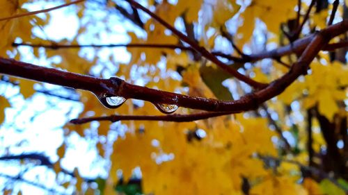 Low angle view of wet leaves on tree during rainy season