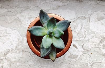 High angle view of potted plant on table