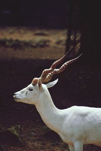 Close-up of deer