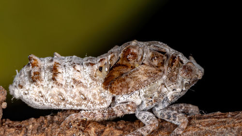 Close-up of insect over black background