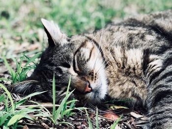 Close-up of a cat sleeping on field