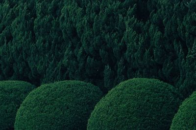 Full frame shot of plants in garden