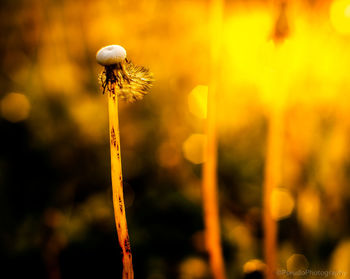 Close-up of wilted dandelion on field