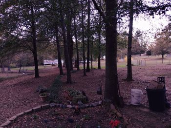 Trees on field in forest