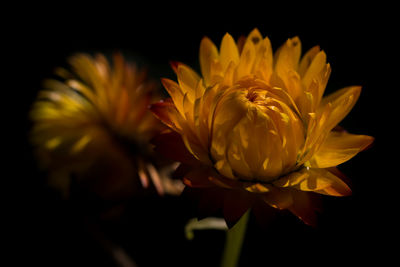 Close-up of yellow flowers blooming against black background