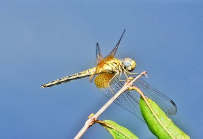 Low angle view of dragonfly on plant against sky