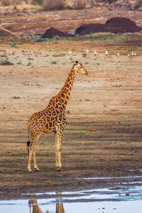 Giraffe standing on land at sunset