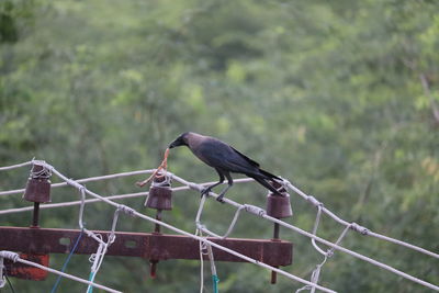 Bird perching on a fence