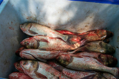 High angle view of fish for sale