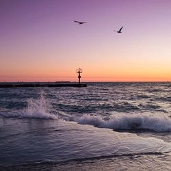 Silhouette of birds flying over sea