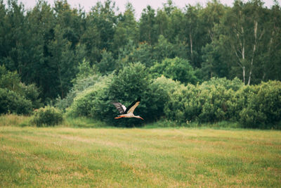 Man jumping in a field