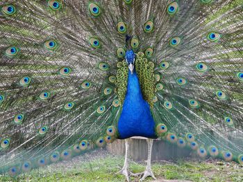 Close-up of peacock