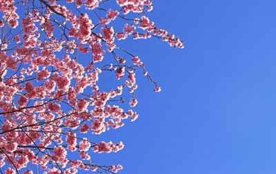 Low angle view of cherry blossom against blue sky