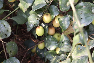 Close-up of fruits growing on tree