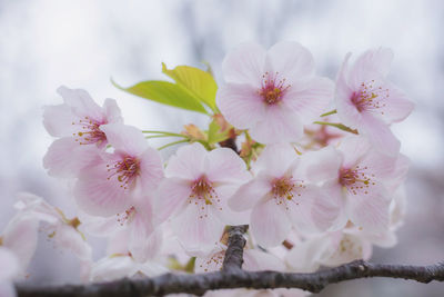 Close-up of cherry blossoms