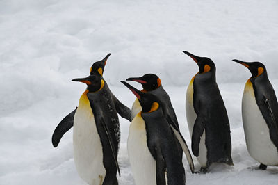 Close-up of penguin