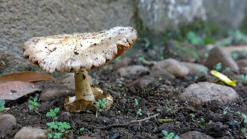 Close-up of fungus growing on rocks