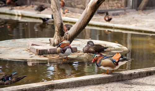 Male and female mandarin duck aix galericulata flock in a small pond in southwest florida in summer.